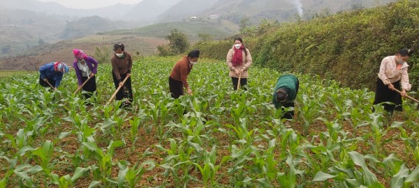 Hội Phụ nữ xã Tà Mung đồng hành cùng hội viên chăm sóc hoa màu