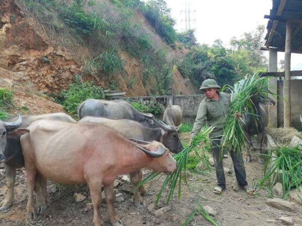 Nông dân xã Ta Gia phát triển mô hình chăn nuôi trâu bò