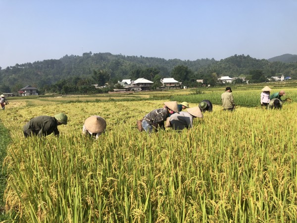 Mường Than tập trung thu hoạch lúa Đông Xuân