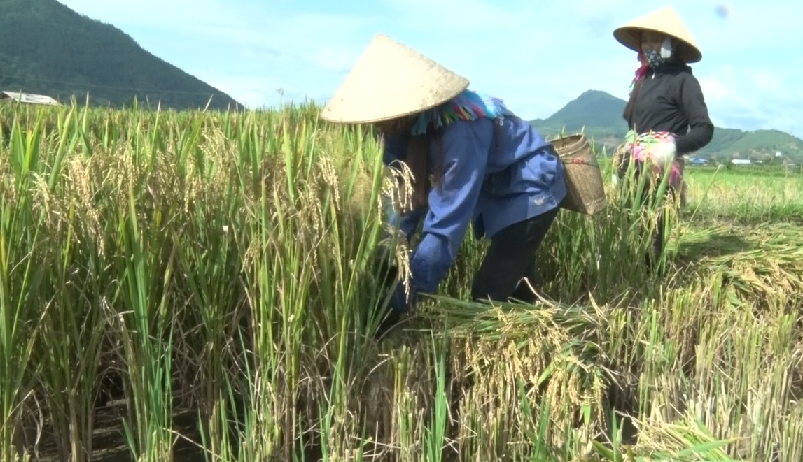 Nhân dân bản Cang Mường, xã Mường Cang thu hoạch lúa