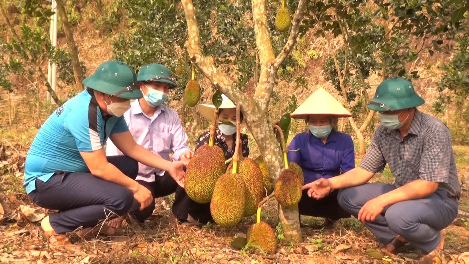 Cán bộ Khuyến nông xã thăm mô hình vườn cây mít Thái tại bản Vè