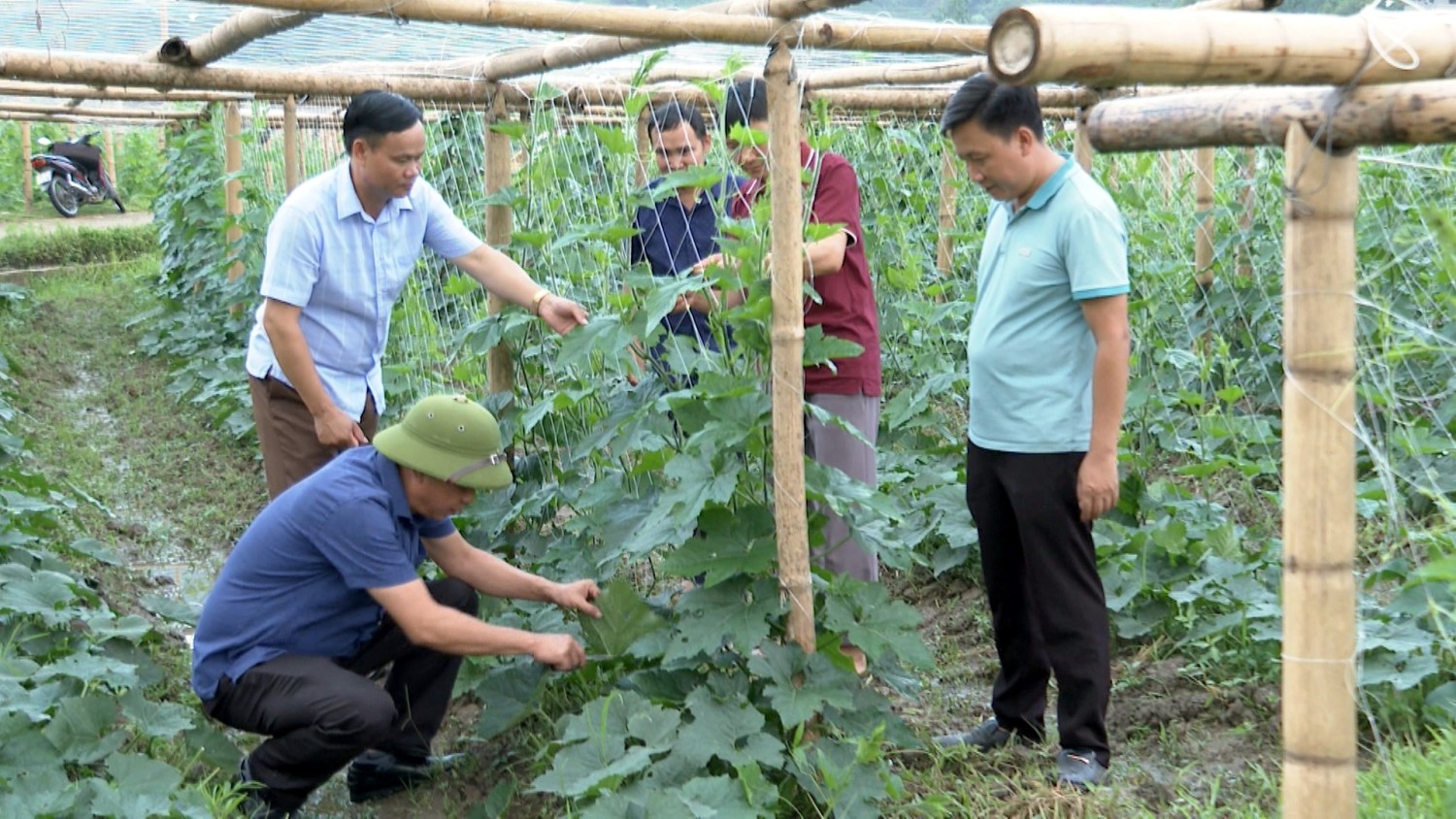 Lãnh đạo huyện Than UYên cùng xã Mường Kim hướng dẫn cách chăm sóc bí xanh