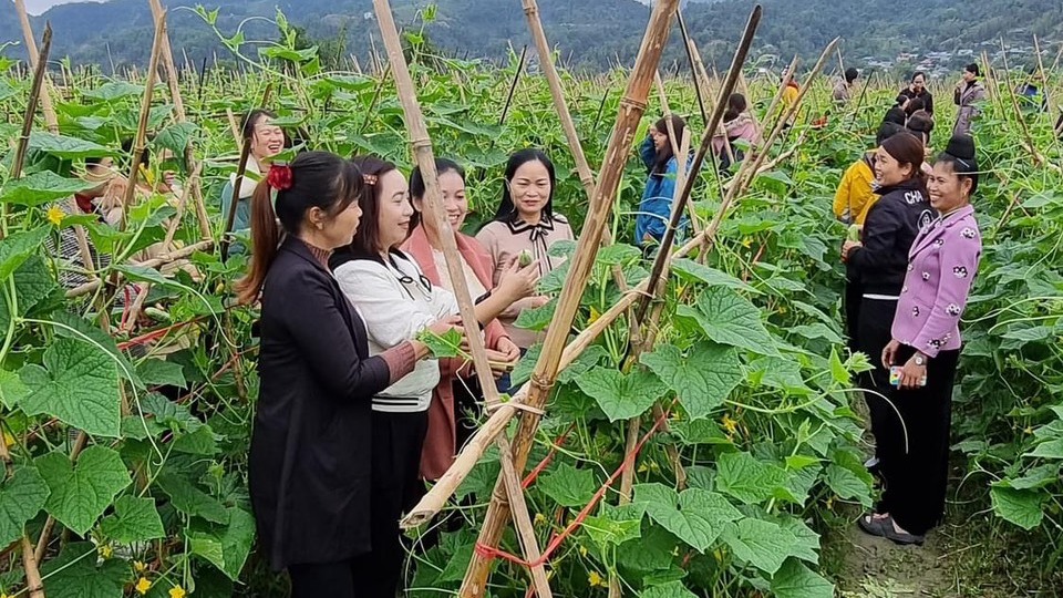 Các đại biểu thăm quan mô hình trồng dưa chuột của hội viên phụ nữ xã Mường Cang